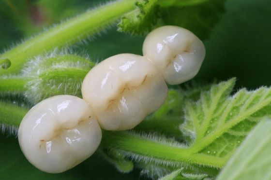 Toda a coroa dental da zircônia cerâmica
