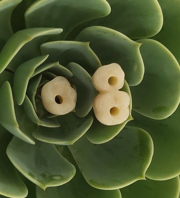Os implantes dentais de Endosseous coroam