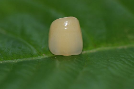 Coroa dental da zircônia ISO13485 cerâmica completa dental do laboratório do projeto para os dentes anteriores